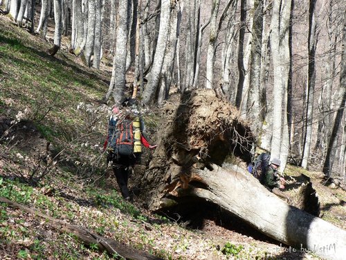 вывернутое с корнем дерево