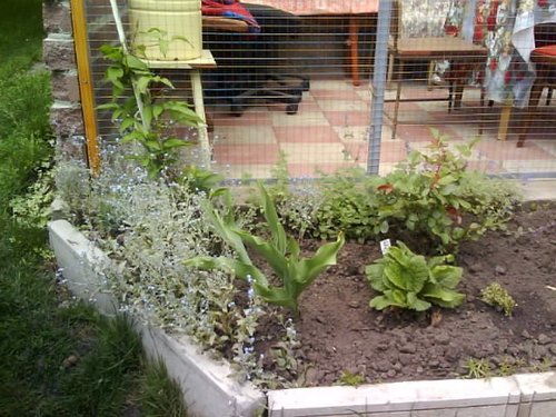примулы