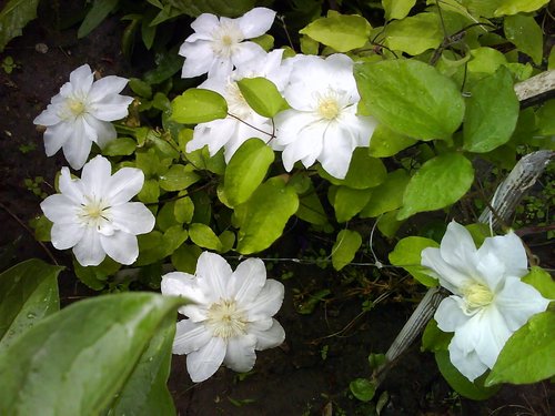 клематис Guernsey Cream