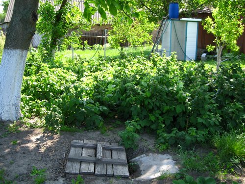 единственное опасное место на нашем участке: сточная яма с трухлой деревянной крышкой