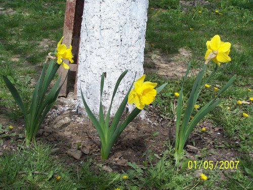 наши нарциссы разраслись за три года, теперь из каждого цветочка - букетик