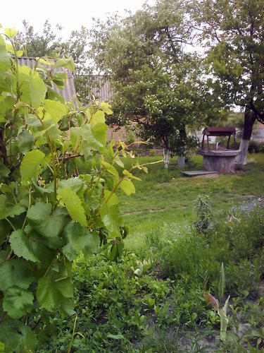 виноград